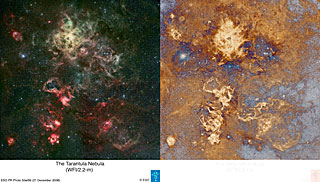 Tarantula processed for nebulosity